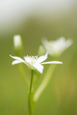 D4S_3510F vogelmelk (Ornithogalum).jpg