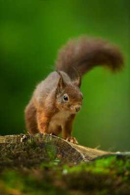 D4S_6279F rode eekhoorn (Sciurus vulgaris, Red squirrel).jpg