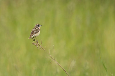 D4S_8261F paapje (Saxicola rubetra, Whinchat).jpg