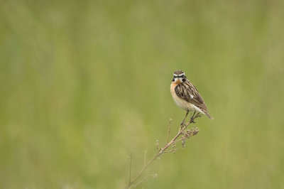 D4S_8267F paapje (Saxicola rubetra, Whinchat).jpg