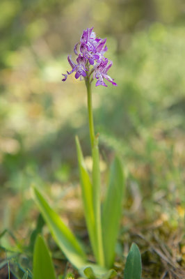D4S_7353F soldaatje (Orchis militaris, Military orchid).jpg