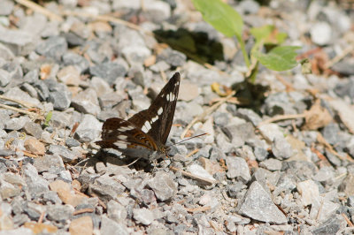 D4S_9945F kleine ijsvogelvlinder (Limenitis camilla, (Eurasian) white admiral).jpg