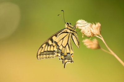 D4S_0813F koninginnenpage (Papilio machaon, Old world swallowtail).jpg