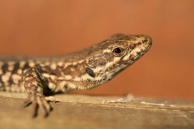 D4S_2672F muurhagedis (Podarcis muralis, Common wall lizard).jpg