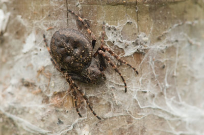 D4S_1557F platte wielwebspin (Nuctenea umbratica, Walnut orb-weaver spider).jpg