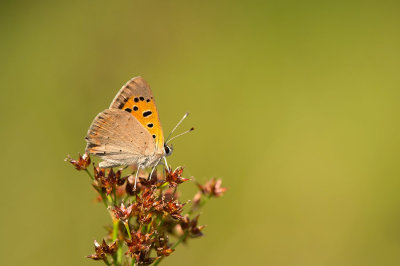 D4S_1435F kleine vuurvlinder (Lycaena phlaeas, Small Copper).jpg