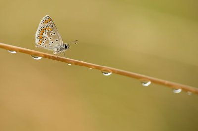 D4S_0893F bruin blauwtje (Aricia agestis, voorheen Plebeius agestis, Brown argus).jpg