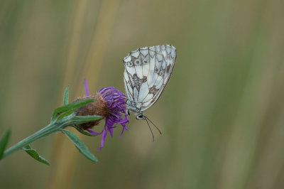 D4S_0657F dambordje (Melanargia galathea, Marbled White).jpg