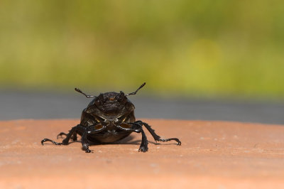 D4S_2005F vliegend hert (Lucanus cervus, Stag beetle).jpg