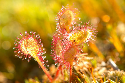 D4S_3980F kleine zonnedauw (Drosera intermedia, Oblong-leaved sundew).jpg