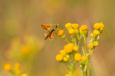 D4S_4343F kommavlinder (Hesperia comma, Silver-spotted skipper).jpg