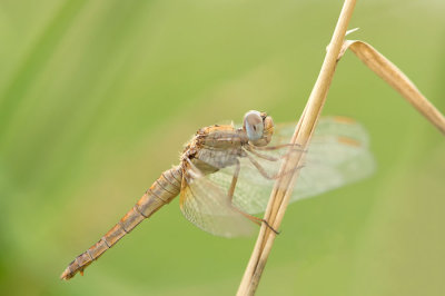 D4S_4985F vuurlibel (Crocothemis erythraea, Common scarlet-darter) vr..jpg