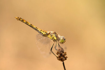 D4S_4702F steenrode heidelibel (Sympetrum vulgatum, Vagrant Dart).jpg