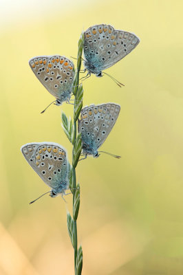 D4S_7545F icarusblauwtje (Polyommatus icarus, Common Blue).jpg