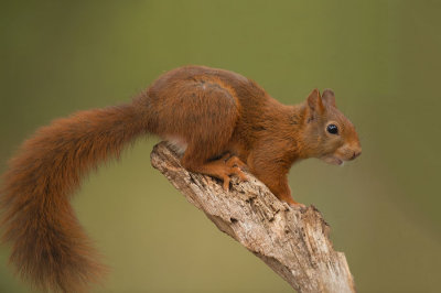 D4S_8195F rode eekhoorn (Sciurus vulgaris, Red squirrel).jpg