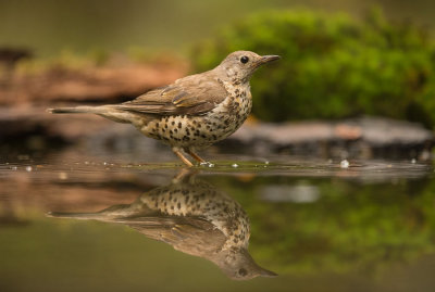 D4S_5712F grote lijster (Turdus viscivorus, Mistle Thrush).jpg