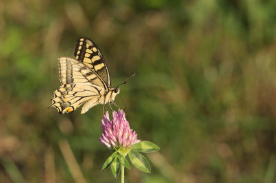 D4S_7397F koninginnenpage (Papilio machaon, Old world swallowtail).jpg