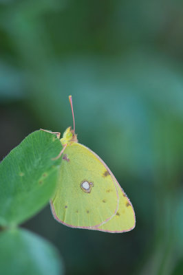 D4S_7265F gele luzernevlinder (Colias hyale, Pale clouded yellow).jpg
