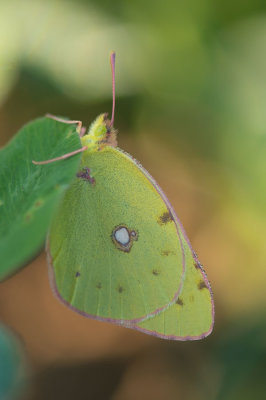 D4S_7288F gele luzernevlinder (Colias hyale, Pale clouded yellow).jpg