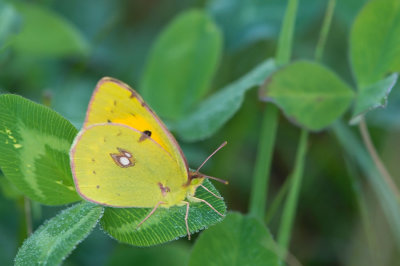 D4S_7325F gele luzernevlinder (Colias hyale, Pale clouded yellow).jpg