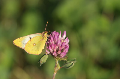D4S_7376F gele luzernevlinder (Colias hyale, Pale clouded yellow).jpg