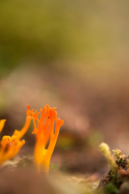 D4S_9001F kleverig koraalzwammetje (Calocera viscosa, Yellow Stagshor).jpg