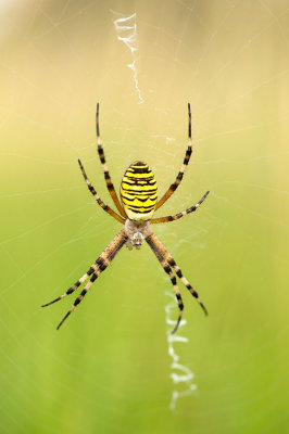Spinnen/Spiders