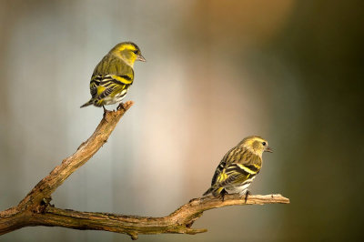 D4S_8324F sijs (Carduelis spinus, Siskin).jpg