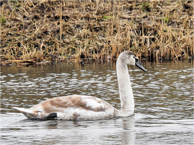 knobbelzwaan (Cygnus olor); juvenile