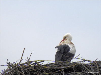 
ooievaar (Ciconia ciconia)
