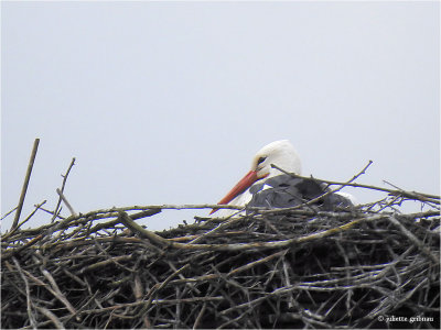 
ooievaar (Ciconia ciconia)
