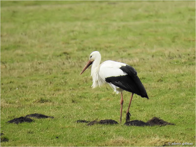 ooievaar (Ciconia ciconia)
