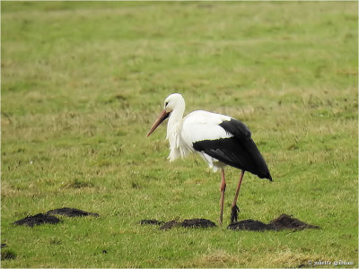 
ooievaar (Ciconia ciconia)
