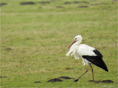 
ooievaar (Ciconia ciconia)
