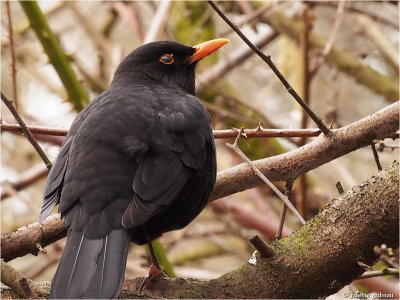 merel (Turdus merula)