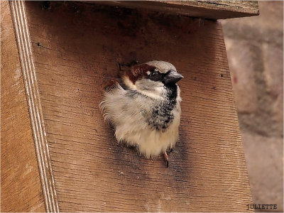 
musje (Passer domesticus) 