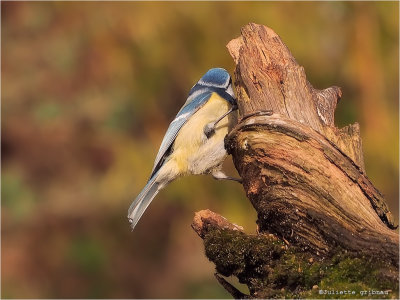 
pimpelmees (Cyanistes caeruleus)
