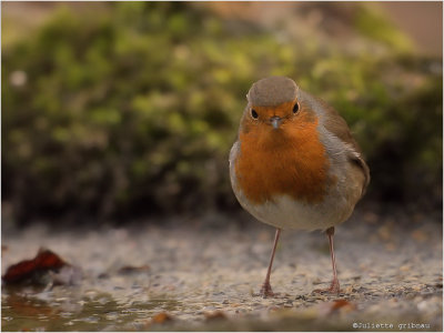 
roodborstje (Erithacus rubecula)
