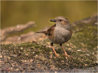 
heggenmus (Prunella modularis)
