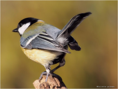 
koolmees (Parus major)
