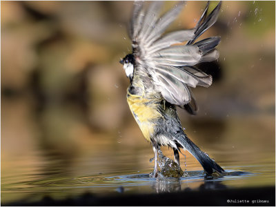 
koolmees (Parus major)
