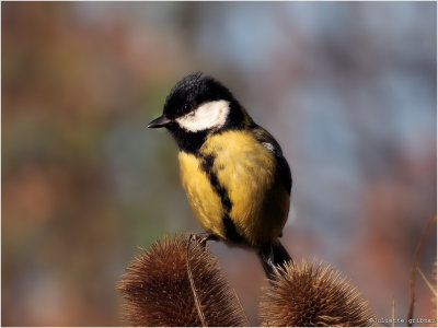 
koolmees (Parus major)
