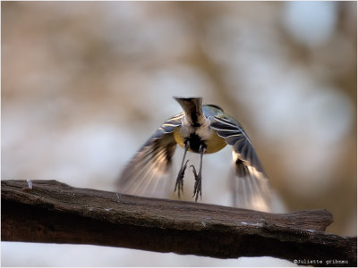 
koolmees (Parus major)
