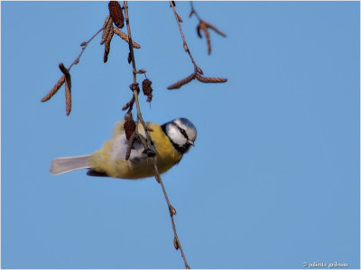 
pimpelmees (Cyanistes caeruleus)
