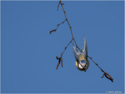 
pimpelmees (Cyanistes caeruleus)
