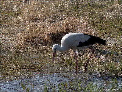 ooievaar (Ciconia ciconia)