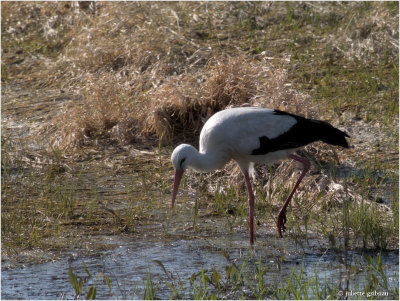 
 ooievaar (Ciconia ciconia)
