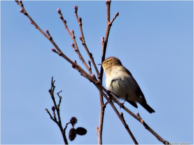 
tjiftjaf (Phylloscopus collybita
