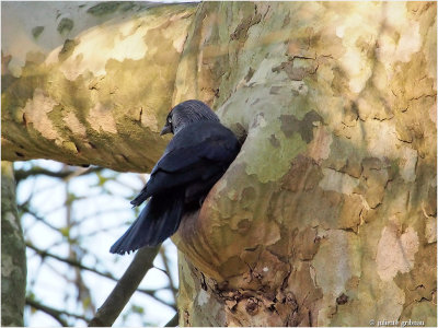 
kauw (Corvus monedula)
