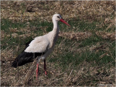 ooievaar (Ciconia ciconia)